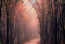 卡迪夫城客场不敌狼队，英超保级考验依旧严峻